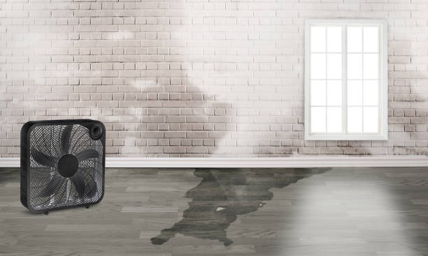 Best Basement water damage restoration  in Prairie Ridge, WA